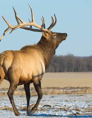 Bull elk Riding National Park Featured Manitoba Canada