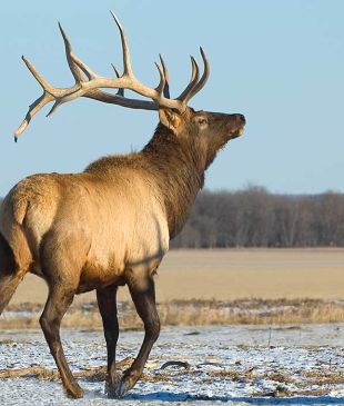 Meanwhile in Canada… we pick up the scent of elk urine