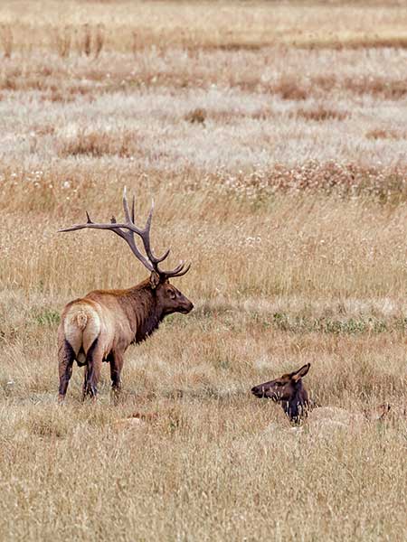 Bull elk courting a doe Mountain Riding National Park Manitoba Canada