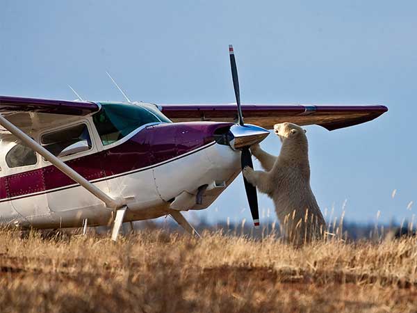 Polar bear with plane, Manitoba