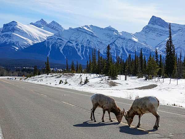 Sheep, Icefields Parkways, Alberta, Canada