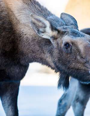 Moose licking. Alberta, Canada