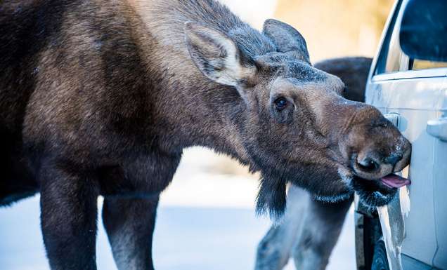 Moose licking. Alberta, Canada