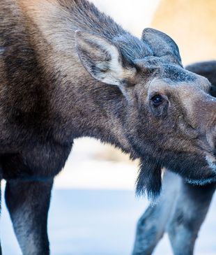 Meanwhile in Canada… don’t let a moose lick your car