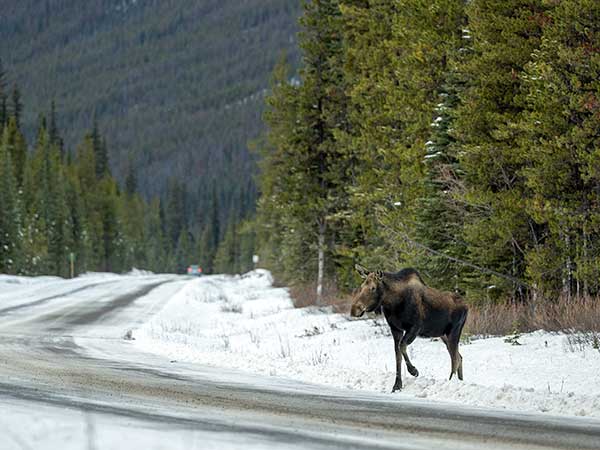 Moose, road, Icefield Parkway, Alberta Canada