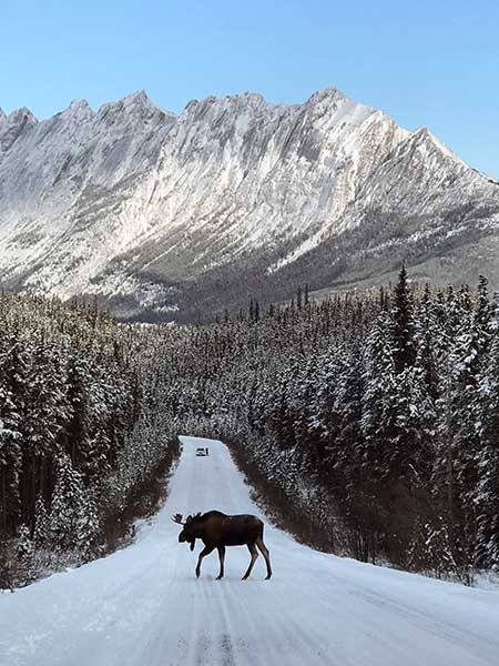 Moose, road, Icefield Parkway, Alberta Canada