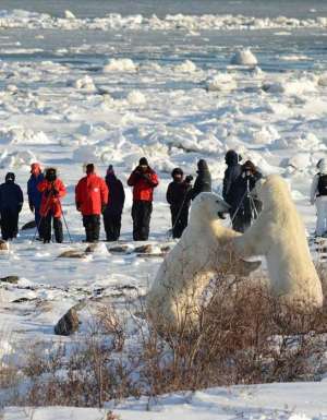 Polar bear walk fight Seal River Heritage Lodge, Manitoba