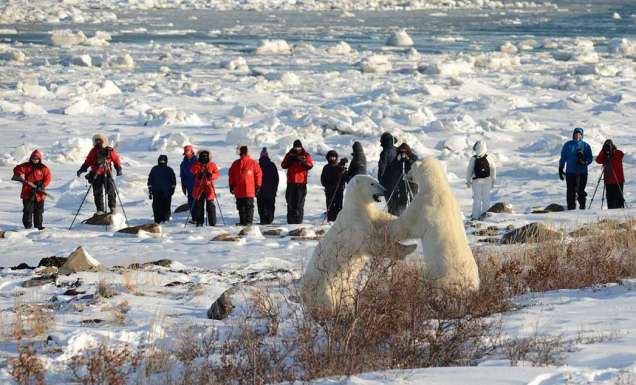 Polar bear walk fight Seal River Heritage Lodge, Manitoba