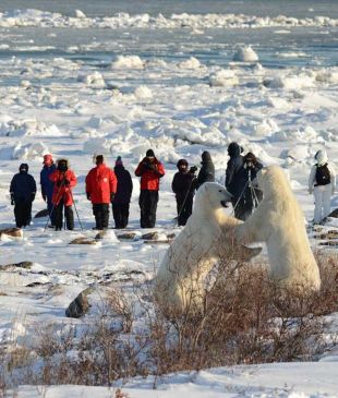 Meanwhile in Canada… time to face up to the polar bears