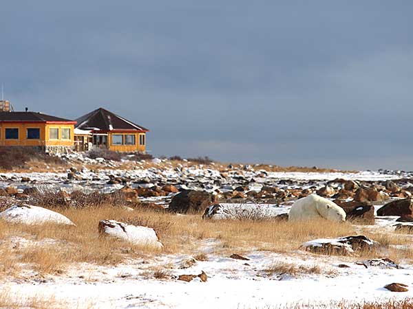 polar bear, Seal River Heritage Lodge, Manitoba
