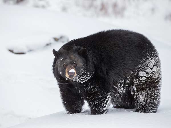 Black bear, snow
