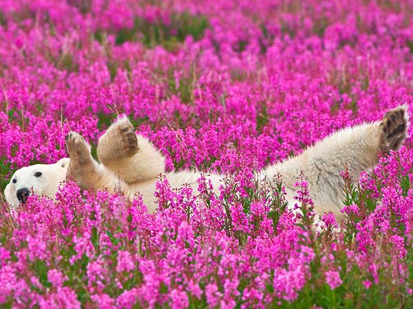 Polar bear rolls in fireweed, Churchill, Manitoba