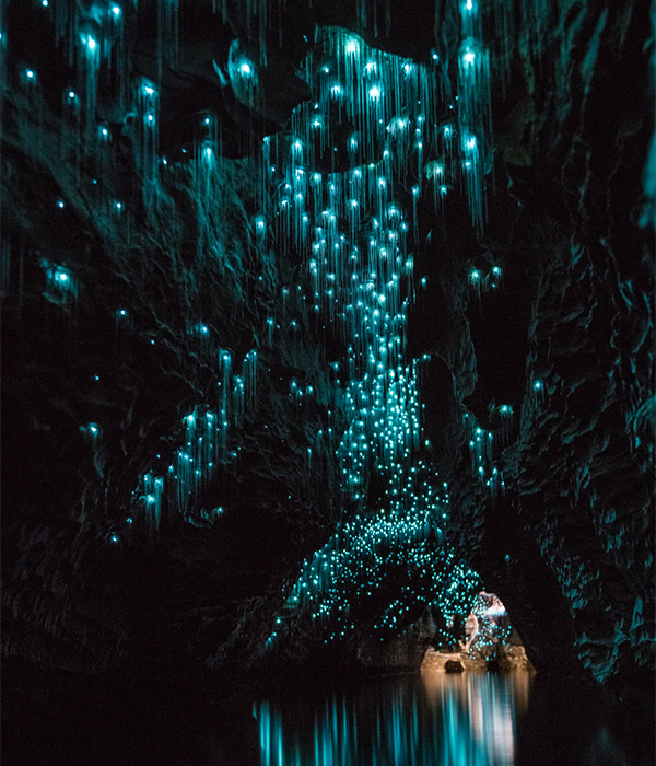 Glow worms illuminate the Waitomo Caves