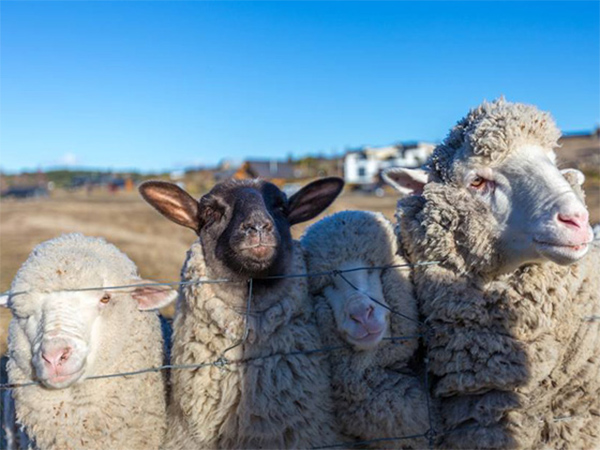 Meet the locals on a Lake Tekapo Farm Tour.