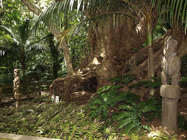The sacred 2500-year-old puriri tree.