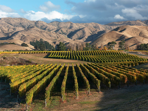 Base yourself in Blenheim to tour the Marlborough wine region