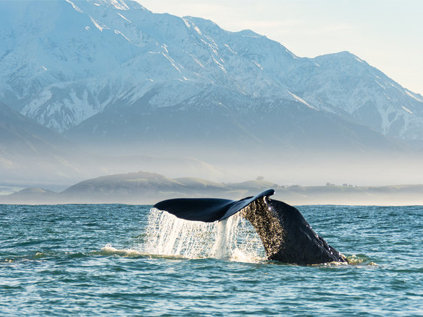See sperm whales of the Kaikōura Ranges