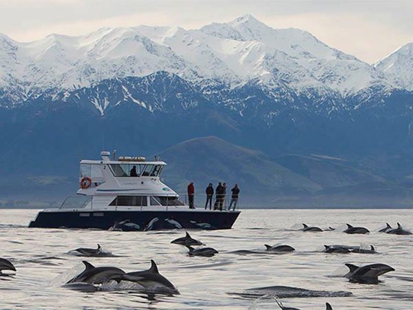 Spot dolphins in the wild