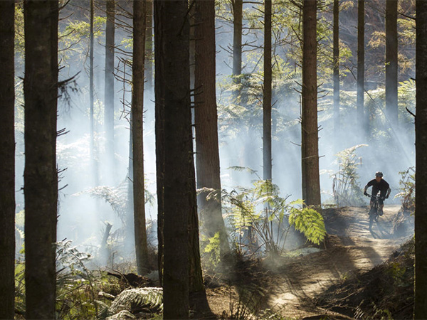 Mountain bike The Redwoods.