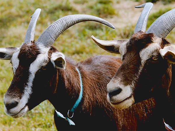 Goats at Famlan Animal Park