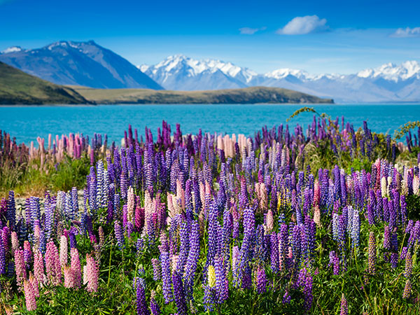 Lilac lupins in full bloom at Lake Tekapo