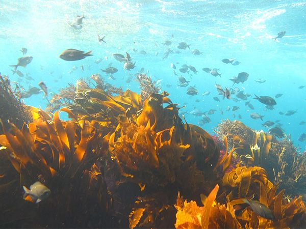 Dive or snorkel at Poor Knights Islands.