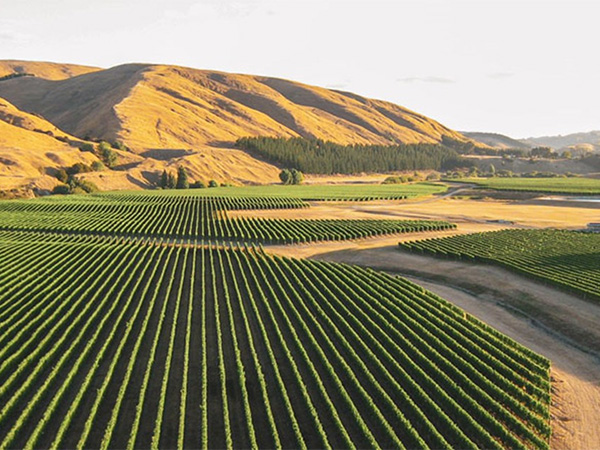 Martinborough wineries