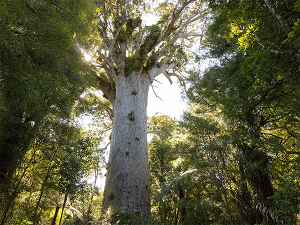 Mighty Tane Mahuta 