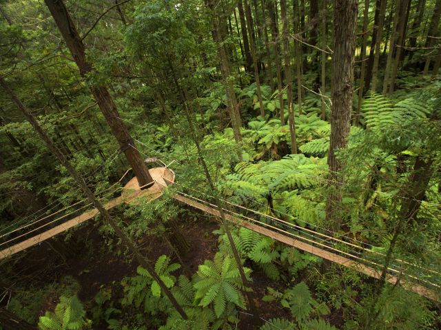 Redwoods Treewalk, New Zealand