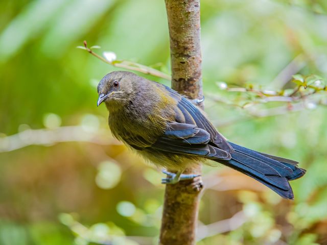 the New Zealand Bellbird