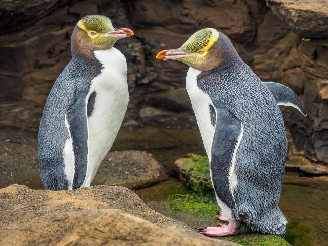 native penguins in New Zealand