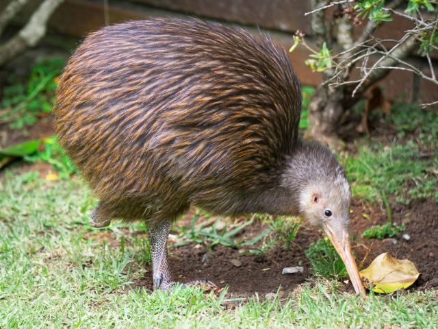 Kiwi bird in New Zealand