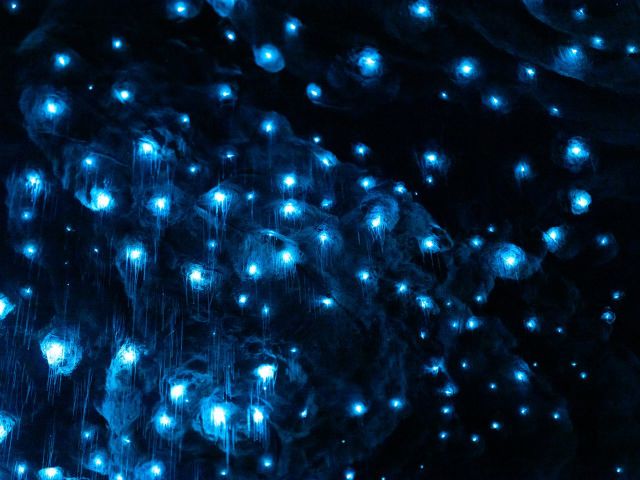 the Te Anau Glowworm Caves