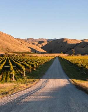 vineyards in Wither Hills, Marlborough, New Zealand