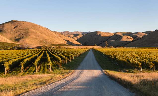 vineyards in Wither Hills, Marlborough, New Zealand
