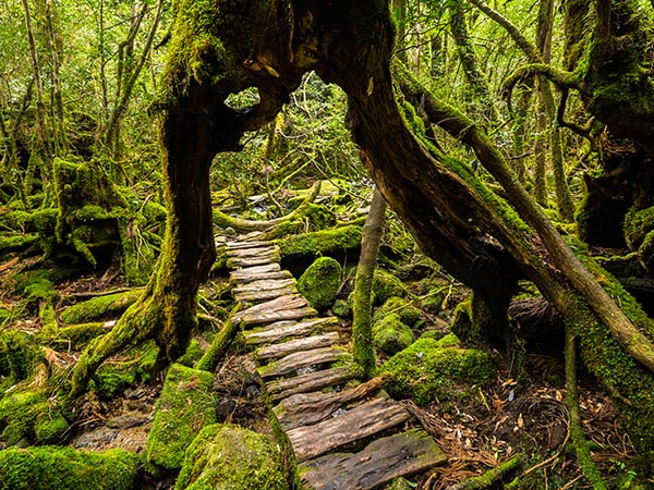 A forest walkway that goes under a large cedar tree, Yakushima Island, Kagoshima Prefecture, Kyushu