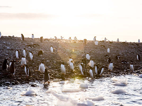 Penguins in Antarctica