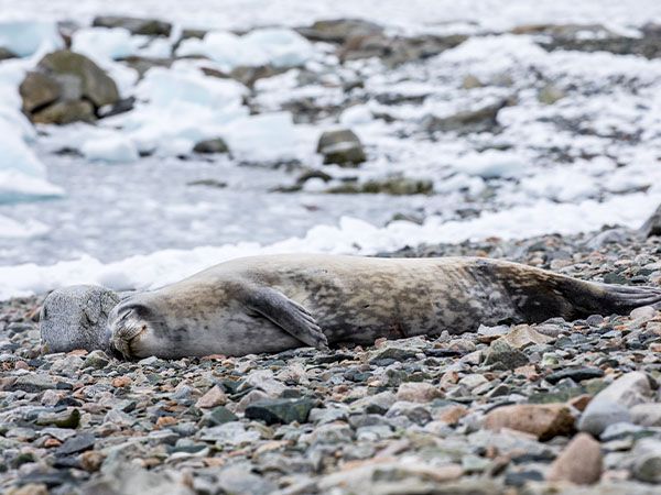 Sleeping fur seal, Antarctica