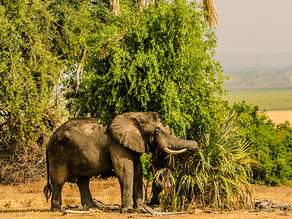 Elephant, Malawi, South Africa
