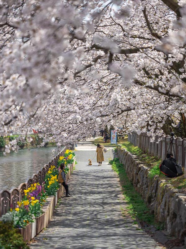 cherry blossoms, Tenjin Central Park, Fukuoka City, Kyushu, Japan