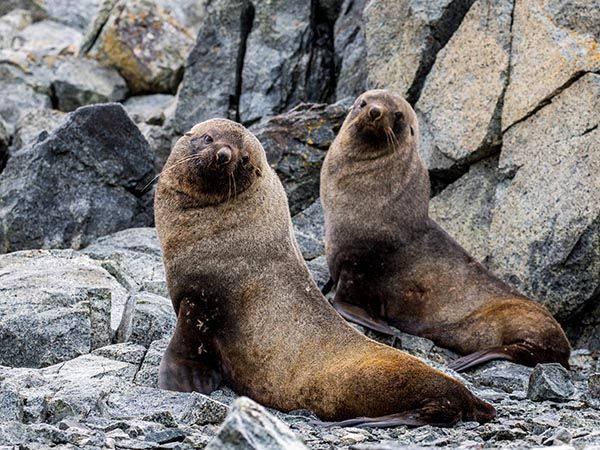 Fur seals, Antarctica