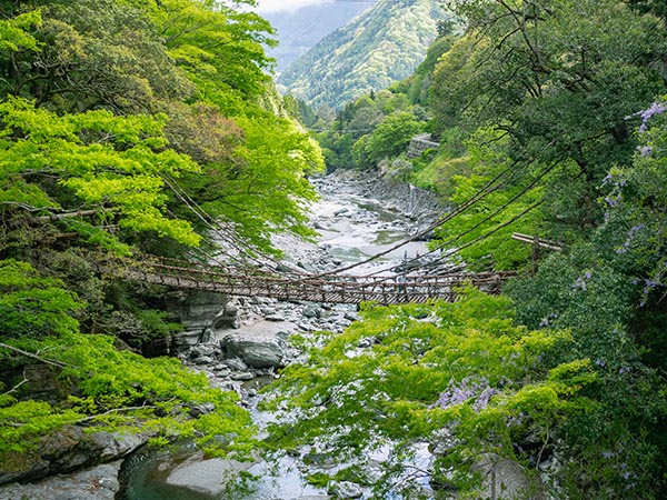 Kazurabashi at Iya Valley in Miyoshi City, Tokushima Prefecture, Japan.