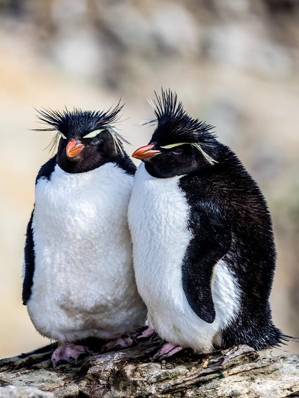 Penguins and other wildlife, Antarctica