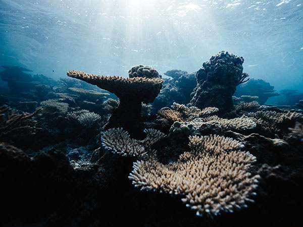 Coral Gardeners, Island of Moorea, Pacific Islands