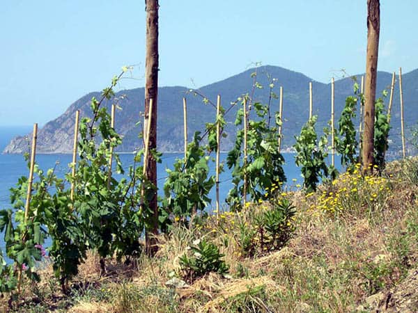 PN Cinque Terre, Wineries in Cinque Terre Region, Italy
