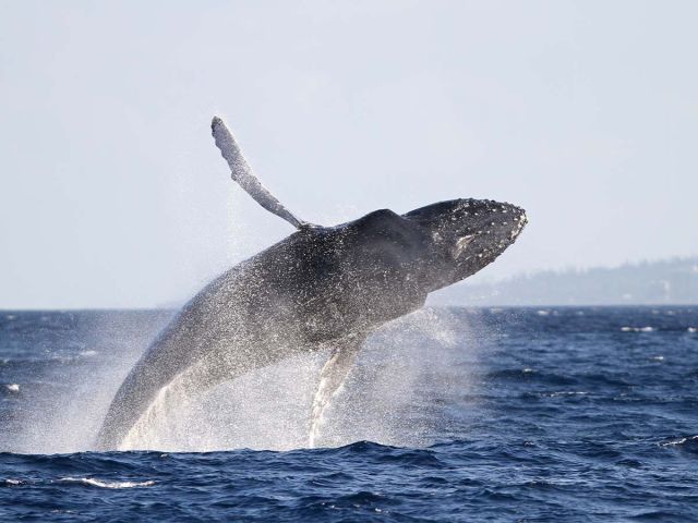 Whale watching, Molokai, Hawaii USA