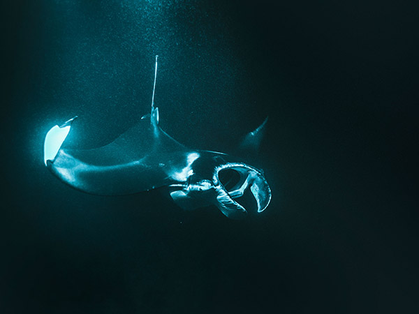 Manta rays, Anelakai Adventures, Hawaii USA