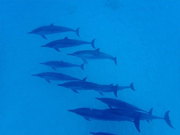 dolphins in oahu, Hawaiian island