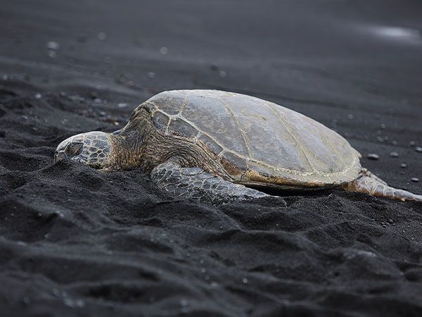 green sea turtle, hawaii