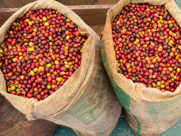 Kona Coffee berries, Hawaii, USA